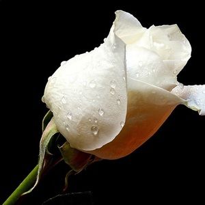 Meet your Posher, Berta